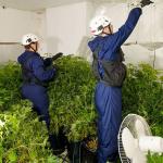 Eignen sich LEDs zum Cannabis-Anbau? – Schon seit 10 Jahren!